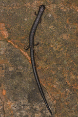 Batrachoseps incognitus