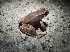Lithobates sylvaticus