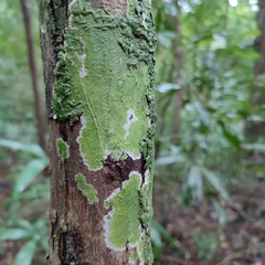 Cryptothecia striata