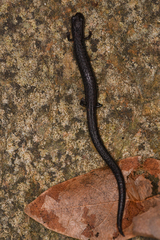 Batrachoseps incognitus