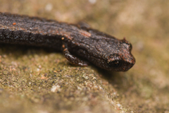 Batrachoseps incognitus