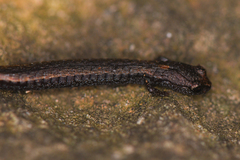 Batrachoseps incognitus