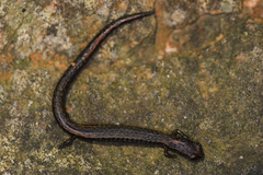 Batrachoseps incognitus