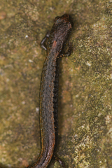 Batrachoseps incognitus