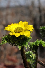 Adonis chrysocyathus