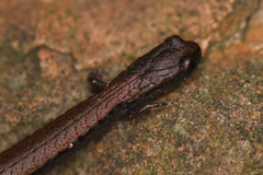 Batrachoseps incognitus