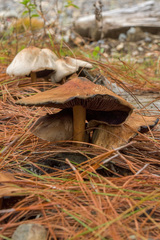 Psilocybe caerulescens