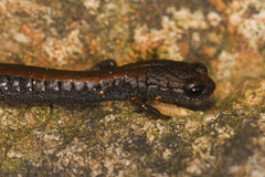 Batrachoseps incognitus