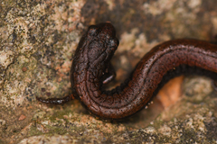 Batrachoseps incognitus