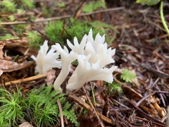 Clavulina coralloides