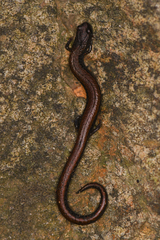 Batrachoseps incognitus