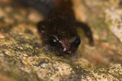 Batrachoseps incognitus