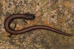 Batrachoseps incognitus