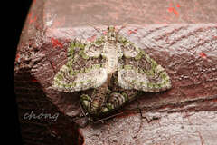 Esakiopteryx volitans