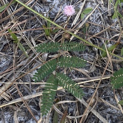 Mimosa microphylla