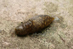 Limacus