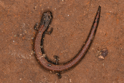 Lesser Slender Salamander, Batrachoseps minor