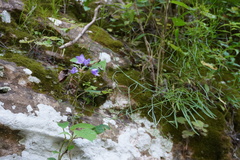 Campanula intercedens