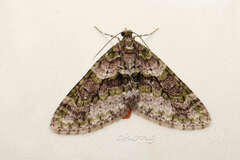 Esakiopteryx volitans
