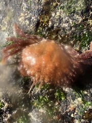 Romaleon antennarium