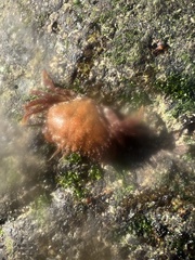 Romaleon antennarium