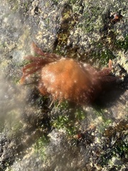 Romaleon antennarium