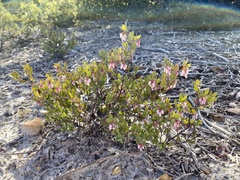 Arctostaphylos myrtifolia