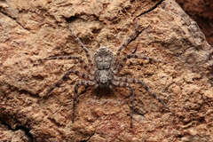 Philodromus spinitarsis