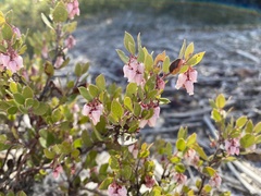 Arctostaphylos myrtifolia