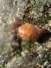 Romaleon antennarium