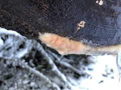 Fusicolla merismoides