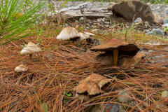 Psilocybe caerulescens