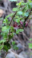 Ribes sericeum