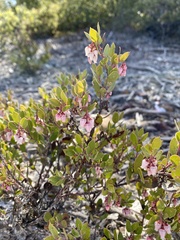 Arctostaphylos myrtifolia