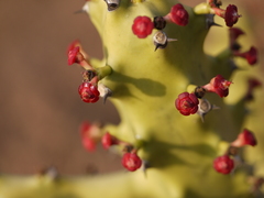 Euphorbia neriifolia