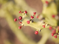 Euphorbia neriifolia