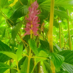 Megaskepasma