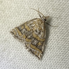 Leptosteges flavifascialis