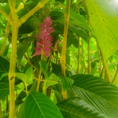 Megaskepasma