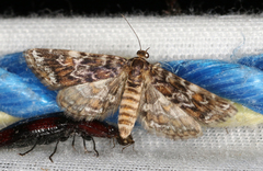 Elophila responsalis