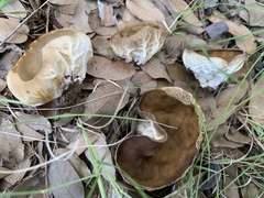Helvella acetabulum