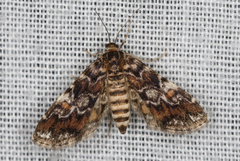 Elophila responsalis