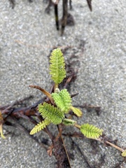Tanacetum bipinnatum