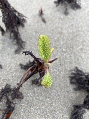 Tanacetum bipinnatum