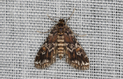 Elophila responsalis