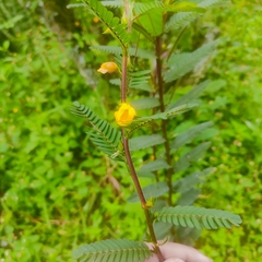 Chamaecrista mimosoides