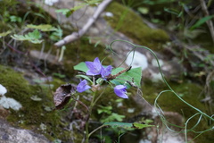 Campanula intercedens