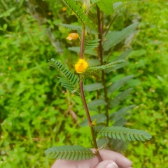 Chamaecrista mimosoides