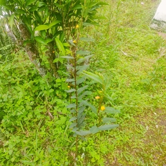 Chamaecrista mimosoides