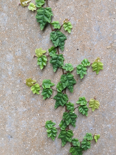 Image of Ficus thunbergii by (c) Tzu-Neng Yuan, some rights reserved (CC BY)